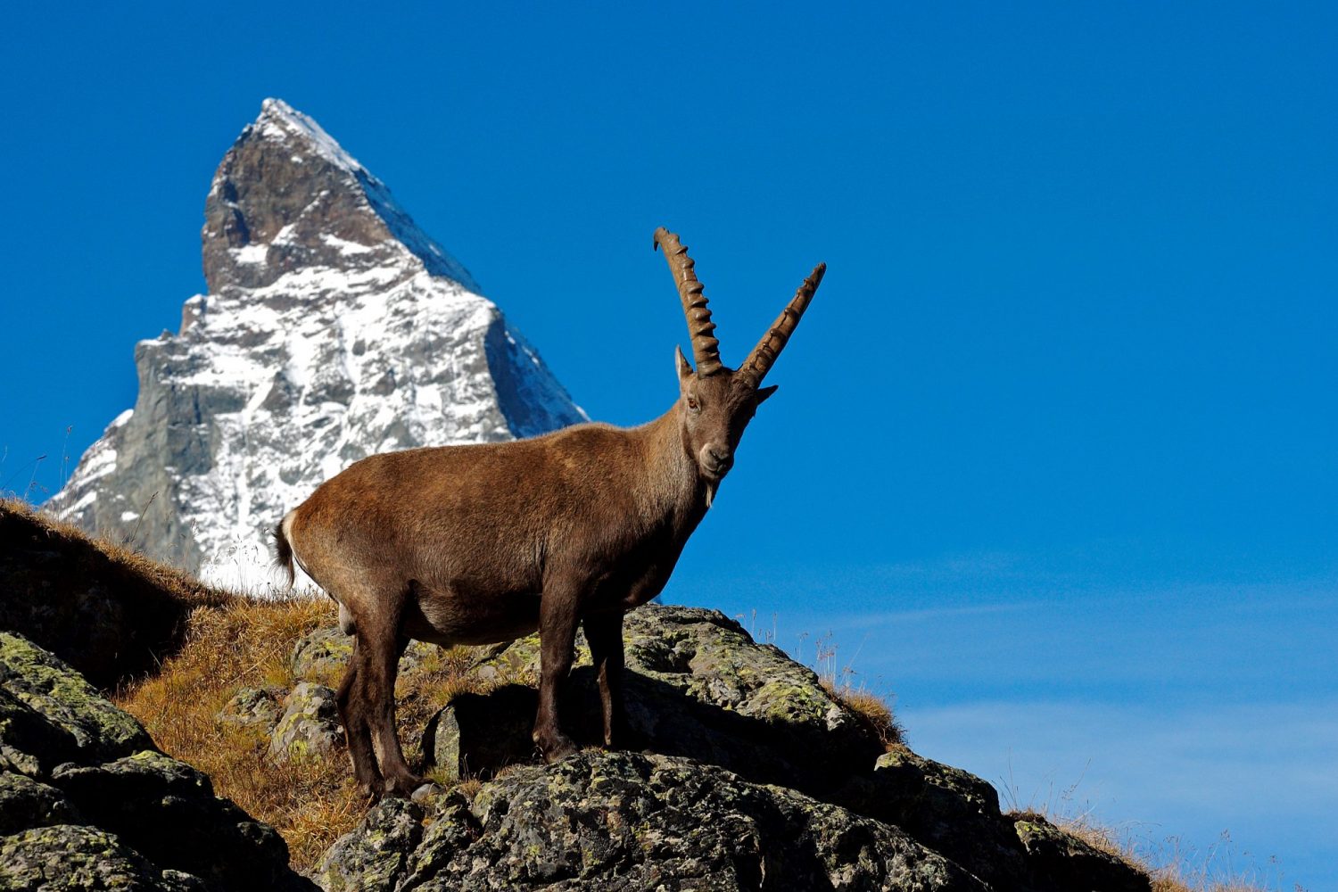 Steenbok in de zomer voor de Matterhorn bij Zermatt