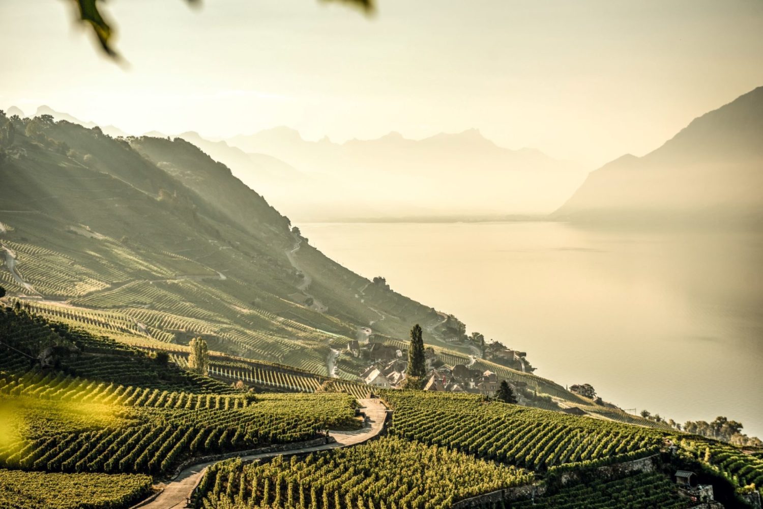Wijndorp Epesses-Lavaux